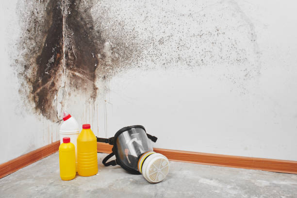Best Crawl Space Mold Removal  in Lake Elmo, MN