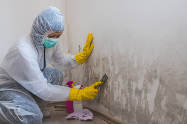 Best Mold Testing  in Lake Elmo, MN