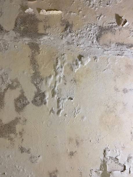 Best Crawl Space Mold Removal  in Lake Elmo, MN