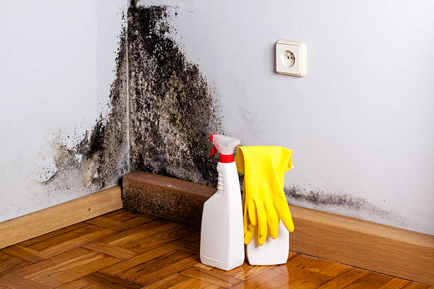 Best Toxic Mold Removal  in Lake Elmo, MN